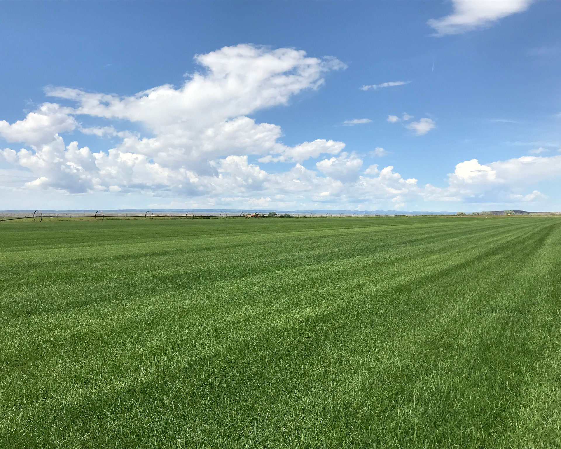 sod farm with sod cutter